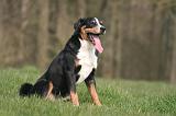 BOUVIER D'APPENZELL 103